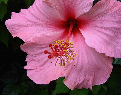 Intense Pink Hibiscus