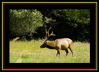 Humboldt Elk