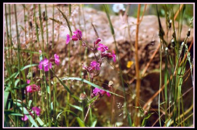 Wild flowers and a rock