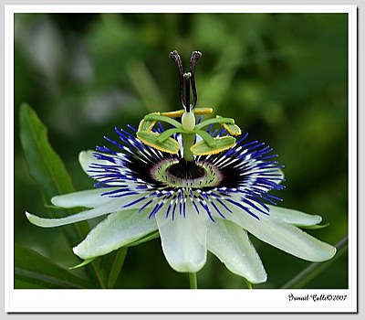 PASSIFLORA