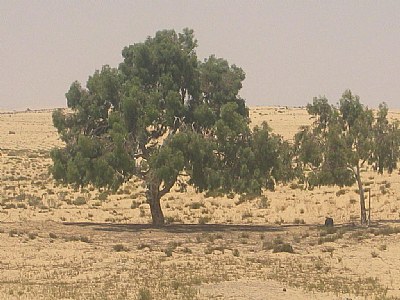 Desert Tree