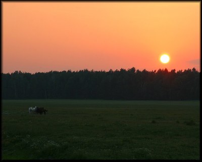 Sunset On the Meadow