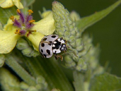 Run Away Bug
