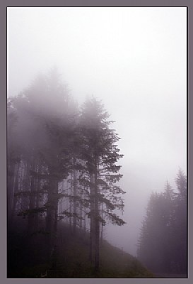Trees of Mist(ery)
