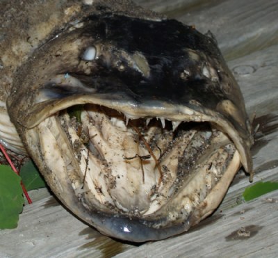 Dead Muskellunge