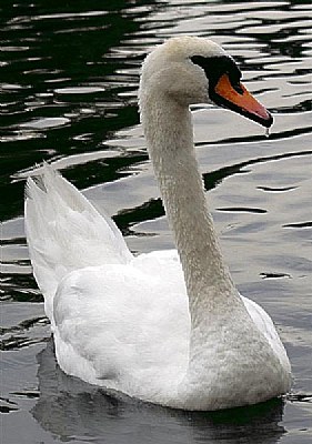 Cigno