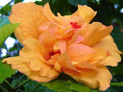 Hibiscus Anomalus