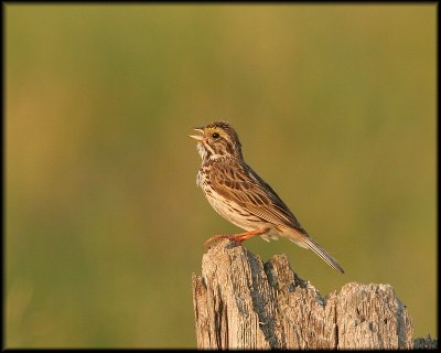 Singing Savannah Sparrow