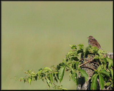 Savannah Sparrow