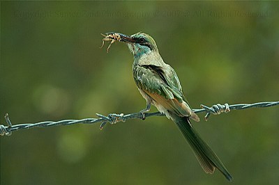 Bee Eater