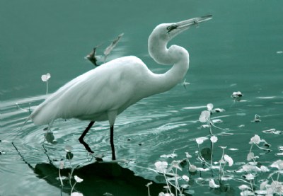 Egret Snacking