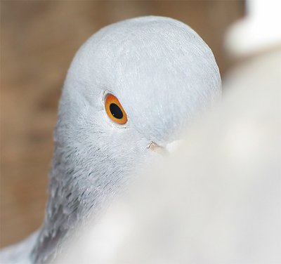 Pigeon