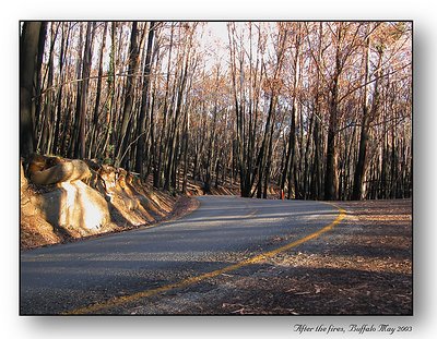 After the Fires, Mt. Buffalo 2003