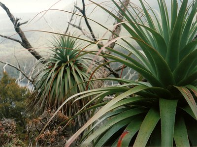 'Overgrown Pineapples'