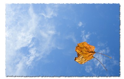 Leaf and Sky