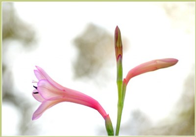Pink & Green