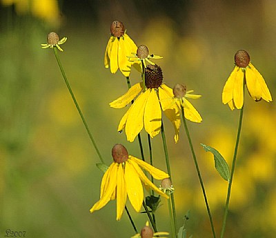 All Yellow