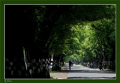 Green Road