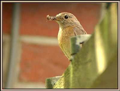 Common Redstart 