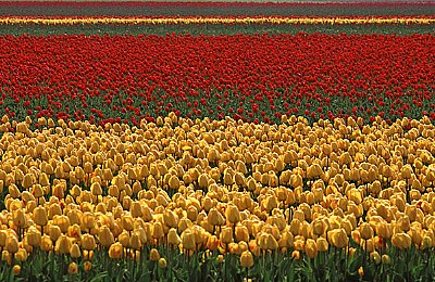 the colours of the Holland