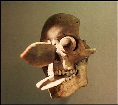 Mayan  skull
