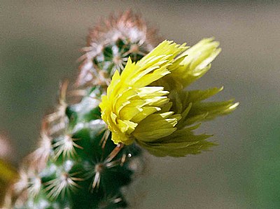 cactus flower