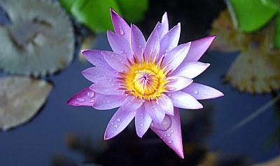 Another water Lily