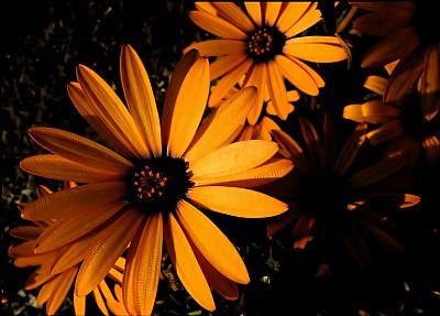 Tangerine Flowers