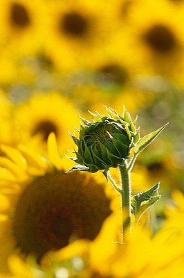 tempo di girasoli #1