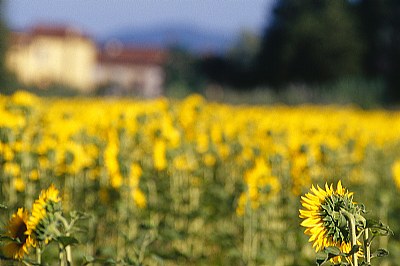 tempo di girasoli #4