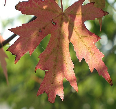 Leaf
