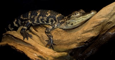 gator grin