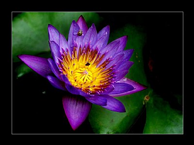 Water Lilly