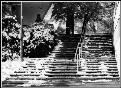 Stairway to the trees