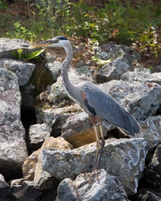 Great Blue Heron 2