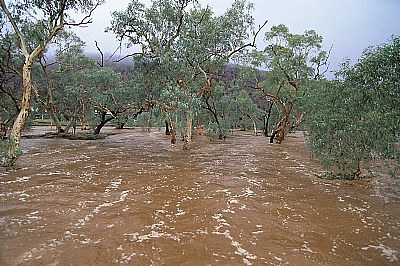 Desert River Running