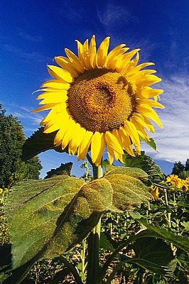 tempo di girasoli #5