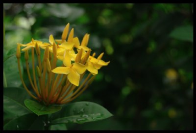 Ixora Yellow