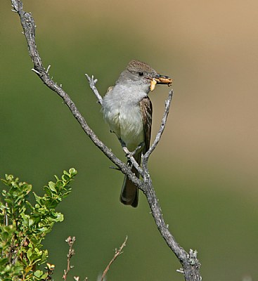 Ash-Throated Flycatcher with Grasshopper