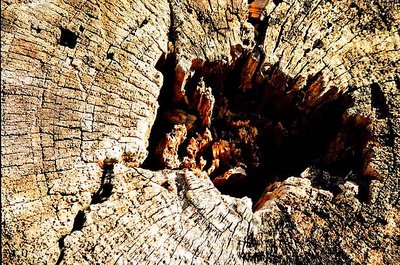 Detail of a Tree Stump