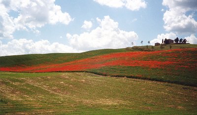 poppies in Tuscany