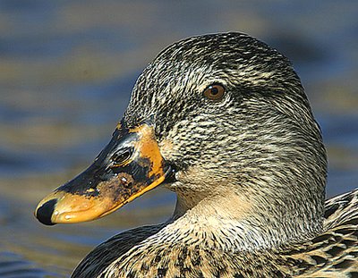 Close up in the Pond