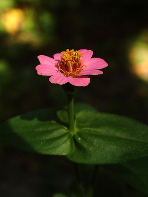 Zinnia