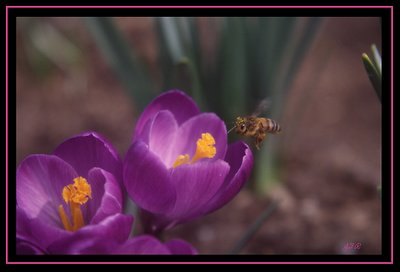 The Bee At The Krokus...