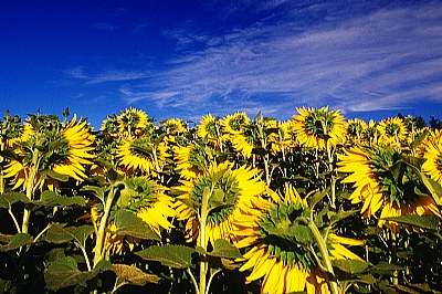 tempo di girasoli #12