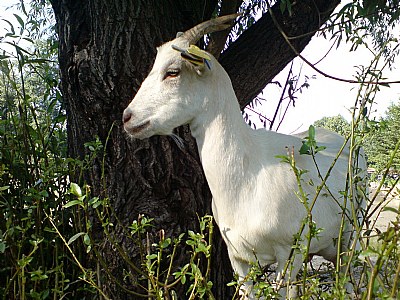 Just a goat