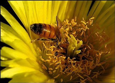 Ice Plant Macro With Bee