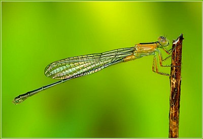Dragon Fly