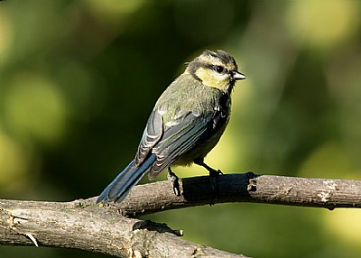 Parus caeruleus