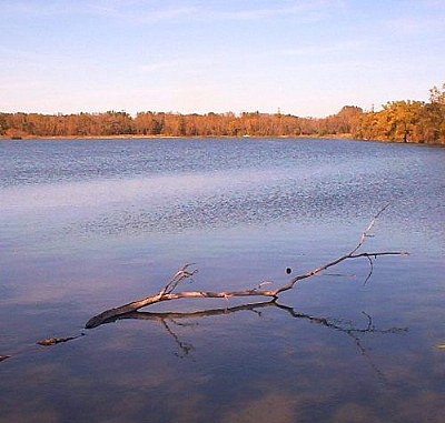 tree in water 5